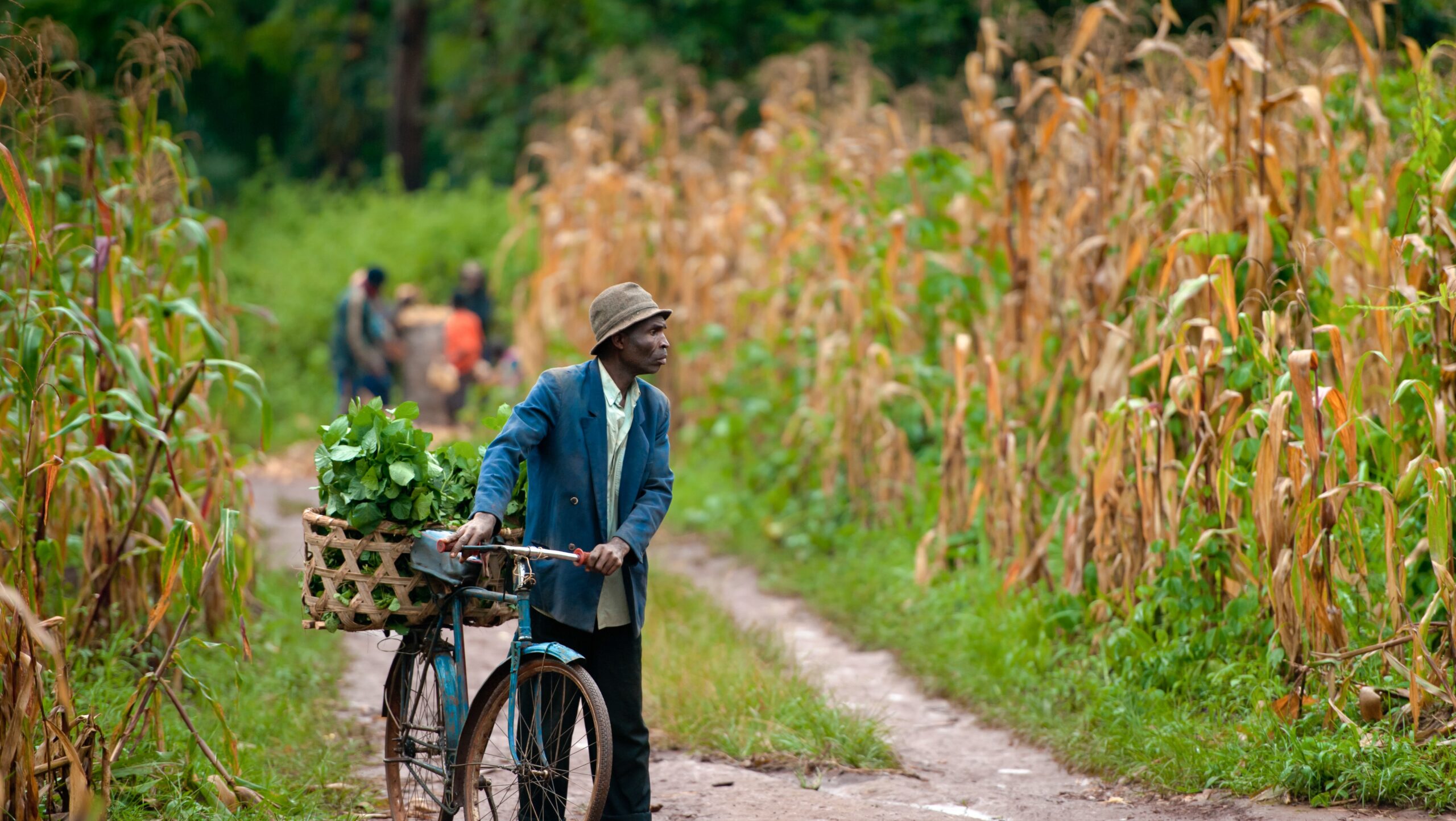 a man wheels his bicycle through a corn field