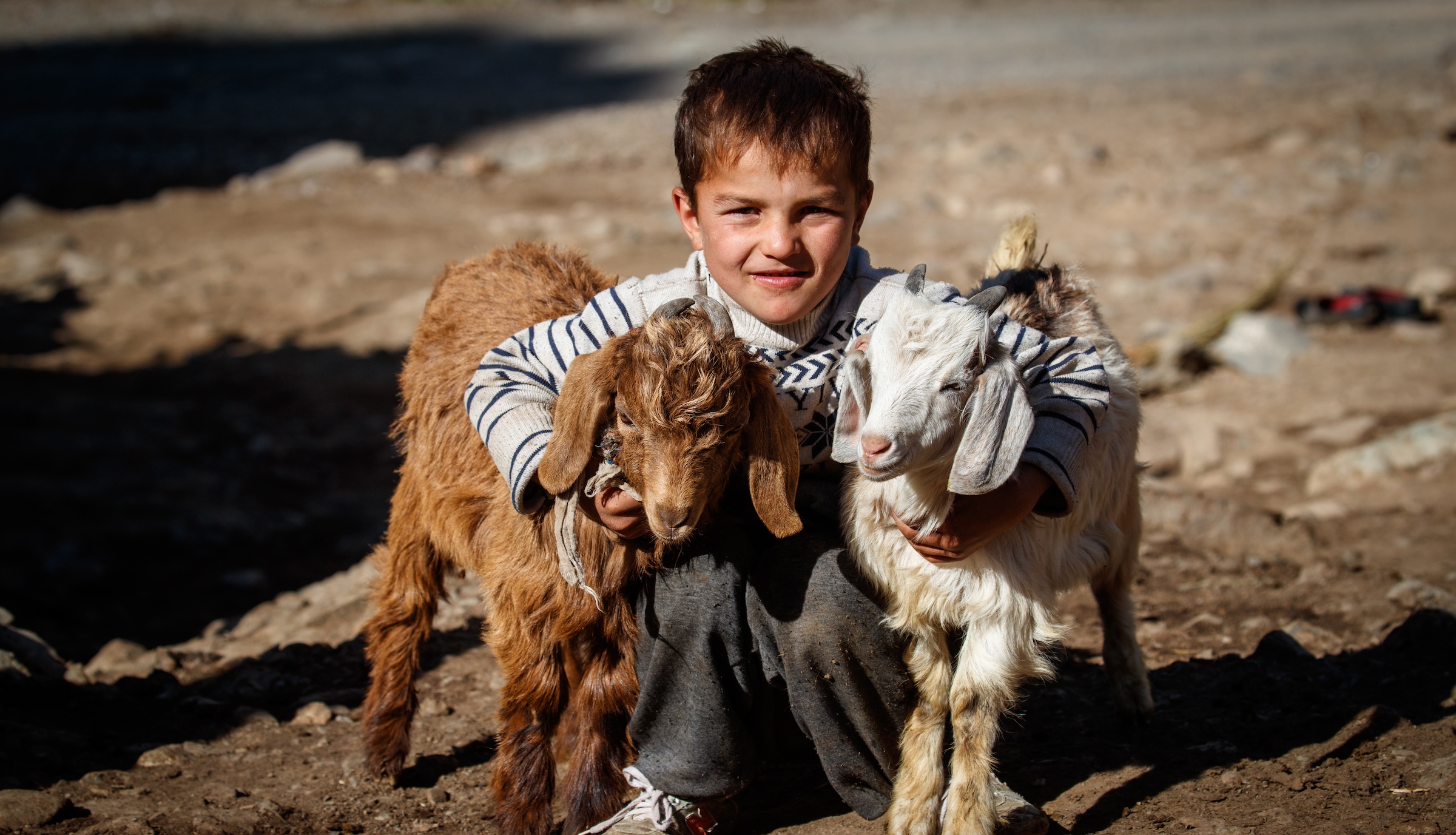 A boy kneels with goats in the Pamir mountains of Tajikistan.