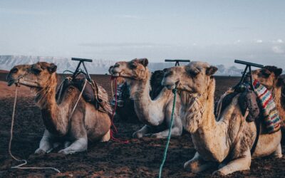 Ordspråk till ökengrupp i Västsahara