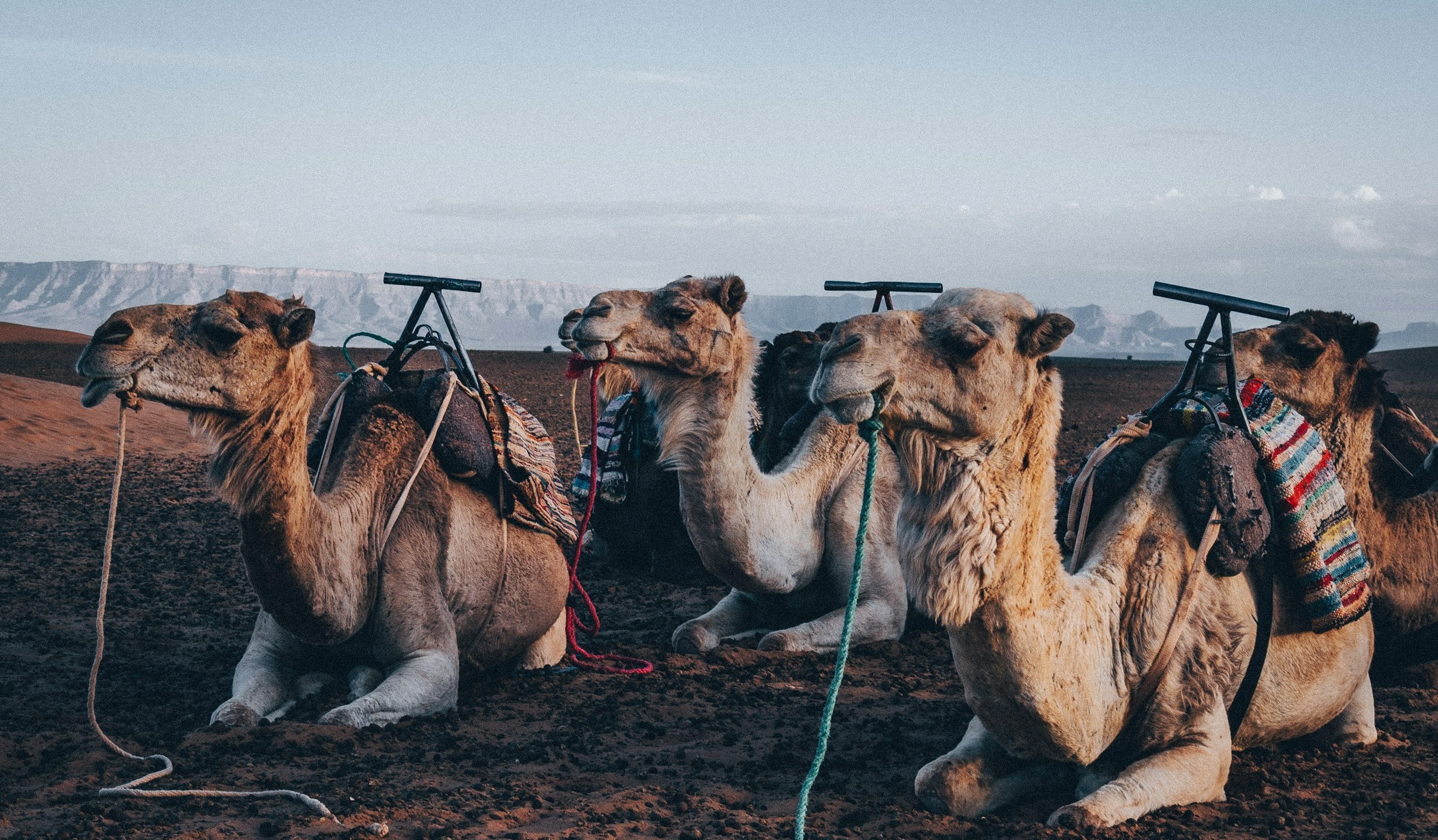 Fyra kameler vilar i Sahara.