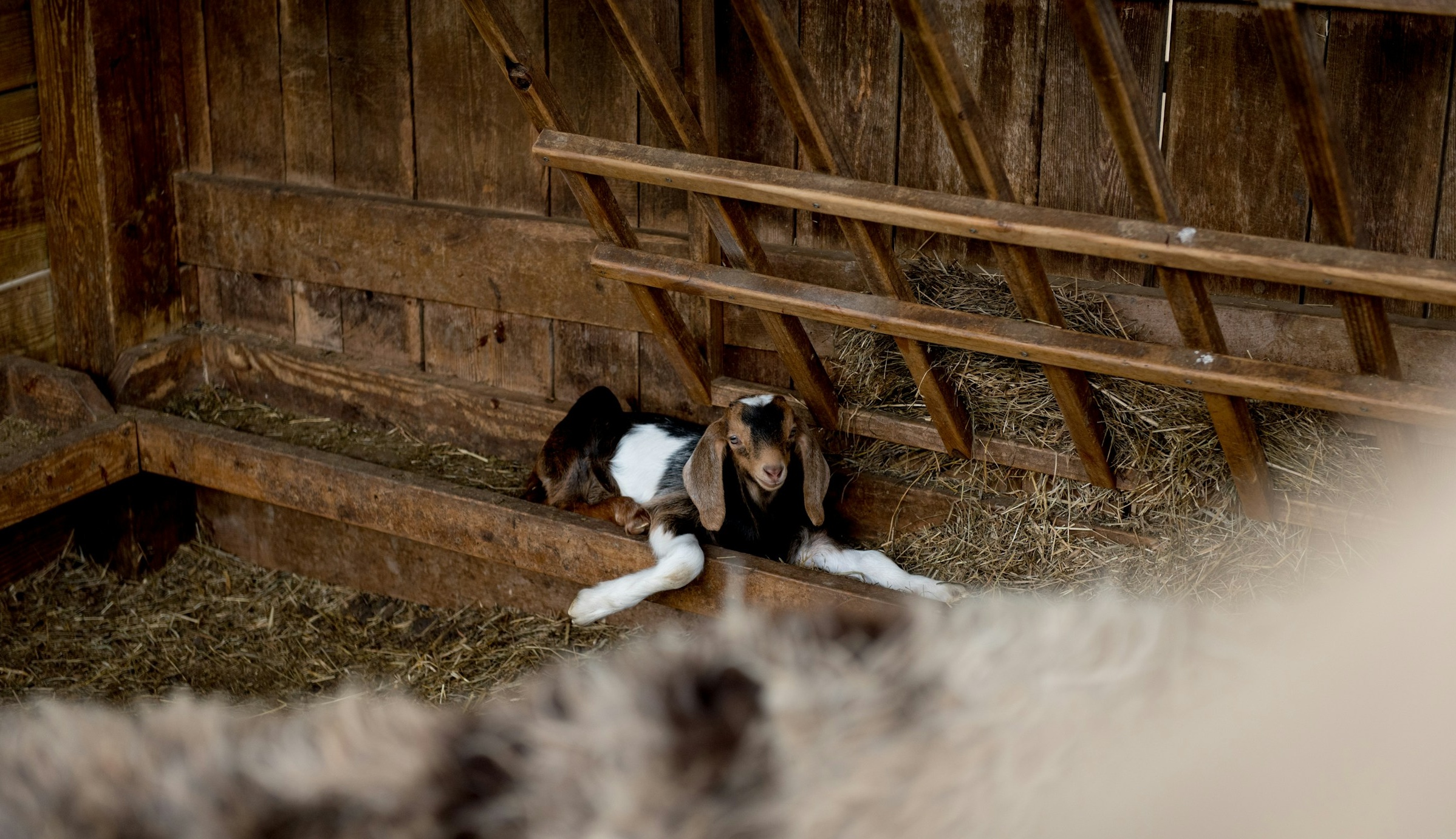 Liten killing ligger i en krubba fylld med hö.