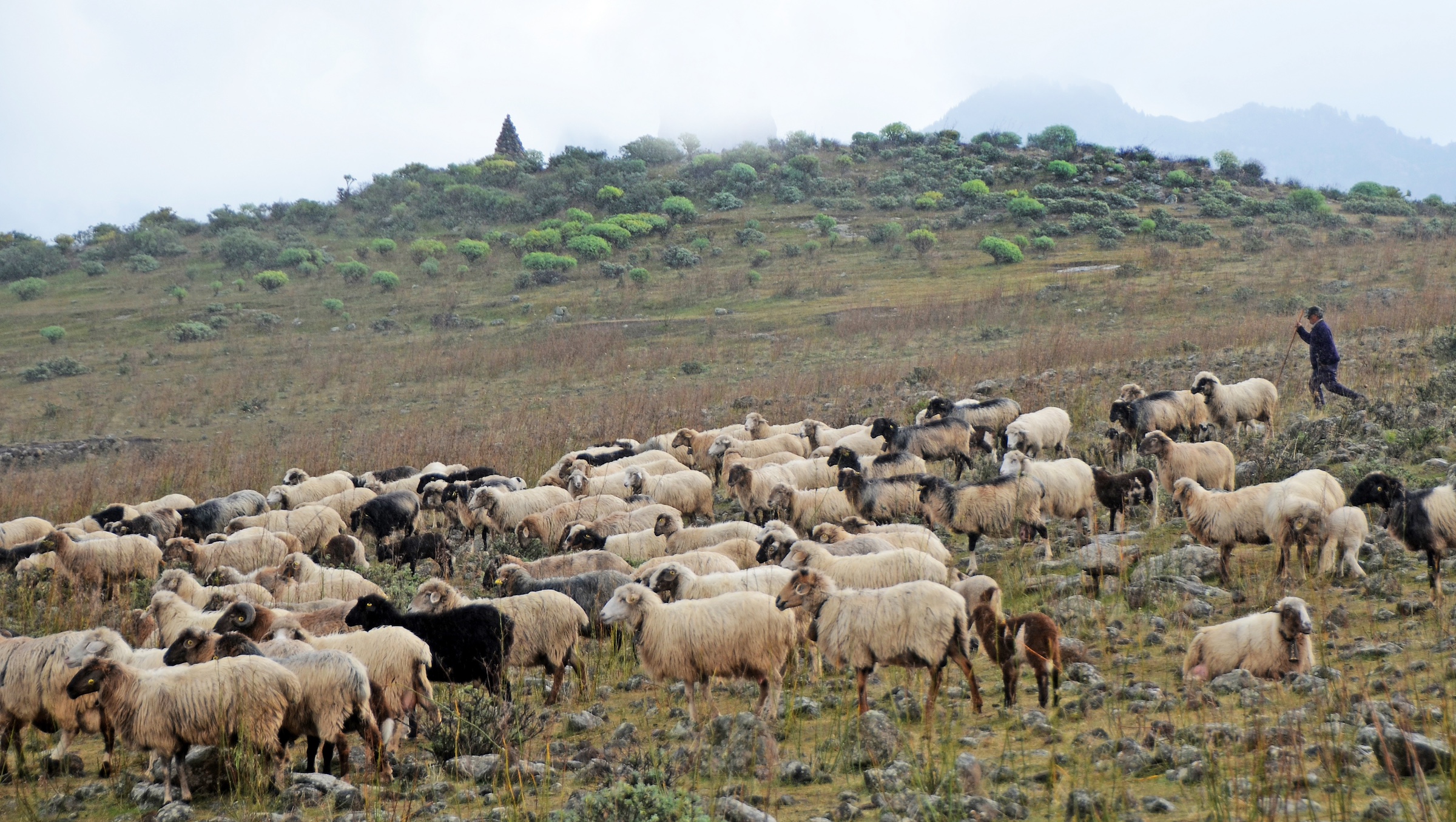Får med herde i Kaukasusområdet.